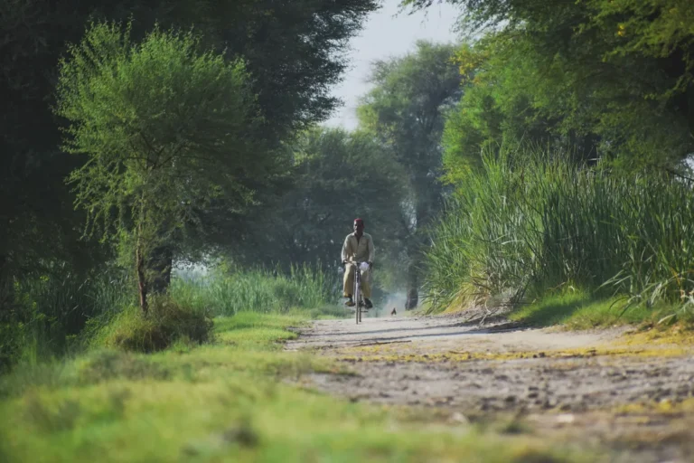 A person cycling along a tree-lined rural path in Kandiāro, Sindh, Pakistan.