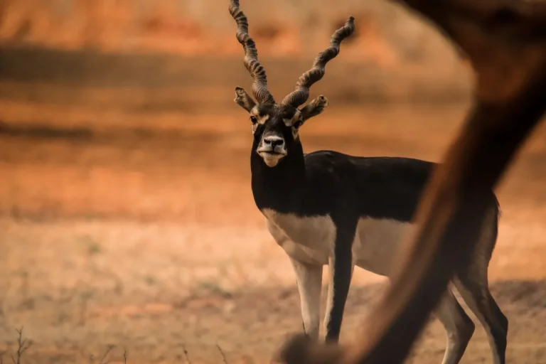 A blackbuck antelope with long spiralling horns standing in dry grassland in warm evening light.