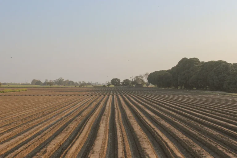 Freshly ploughed farmland stretching towards a line of trees under a hazy sky in Punjab, Pakistan.