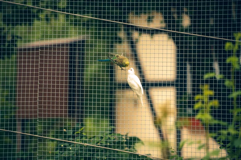 A white bird and a green parrot perched among leaves behind the wire mesh of a zoo aviary.